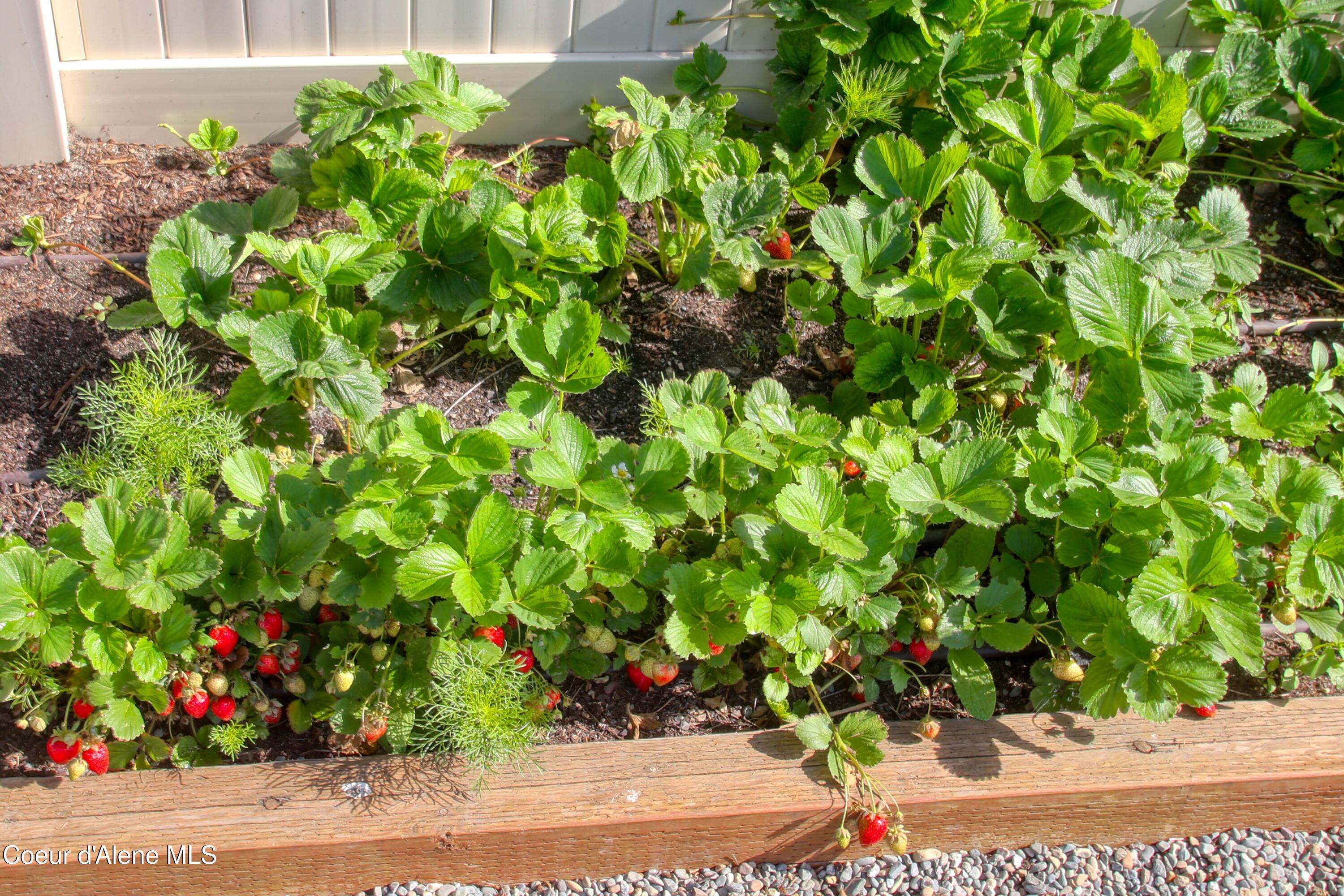 6489 West Astoria Loop Rathdrum, ID 83858 - Photo 9 of 43 strawberrys