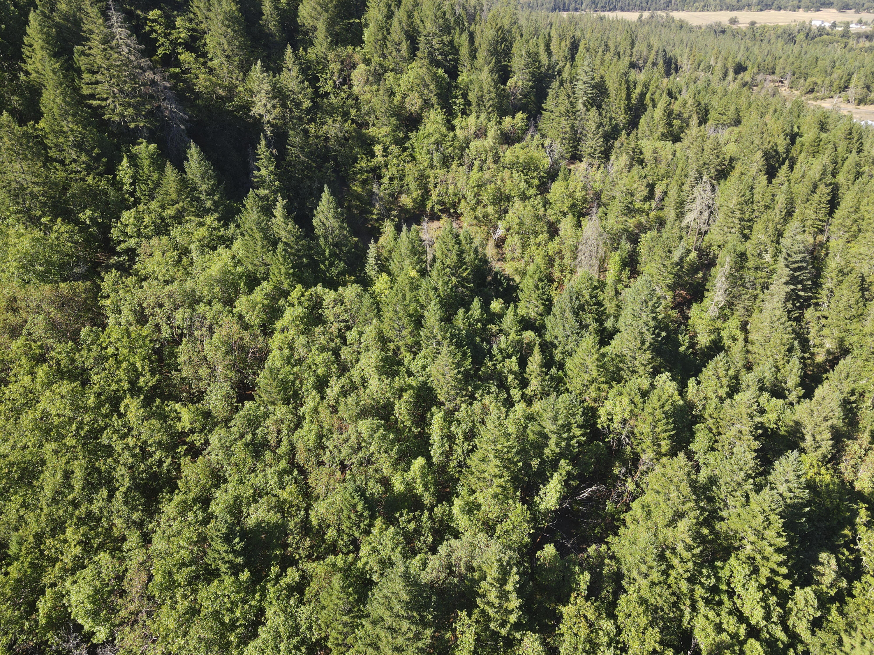 260 Warren Road Selma, OR 97538 - Photo 8 of 9 DJI_0059