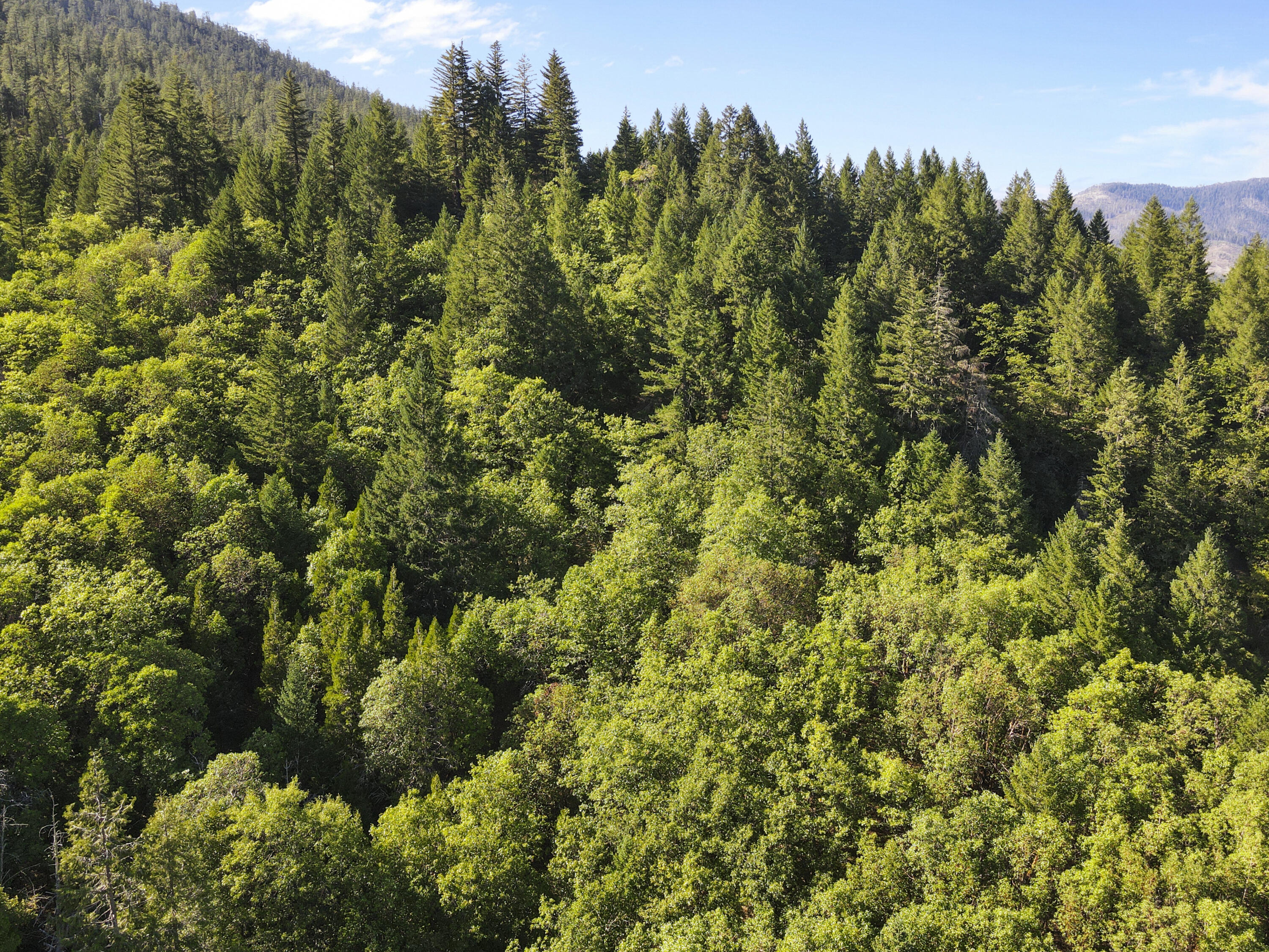 260 Warren Road Selma, OR 97538 - Photo 9 of 9 DJI_0056