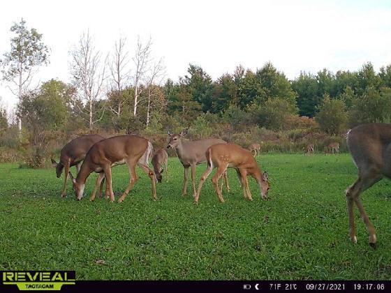 6477 Decker Road Orleans, MI 48865 - Photo 8 of 11 thumbnail_315352