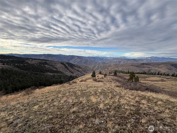 a view of a dry yard with trees
