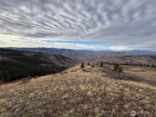 a view of a dry yard with trees