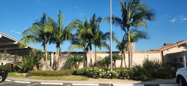 a view of a palm trees