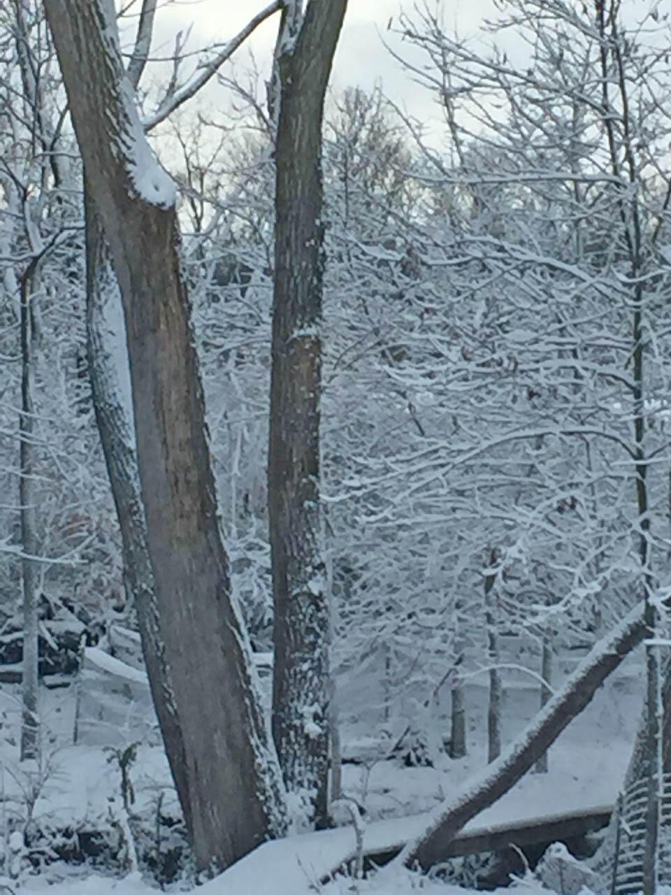 3850 Berlin Station Road Delaware, OH 43015 - Photo 64 of 65 66-Winter Views