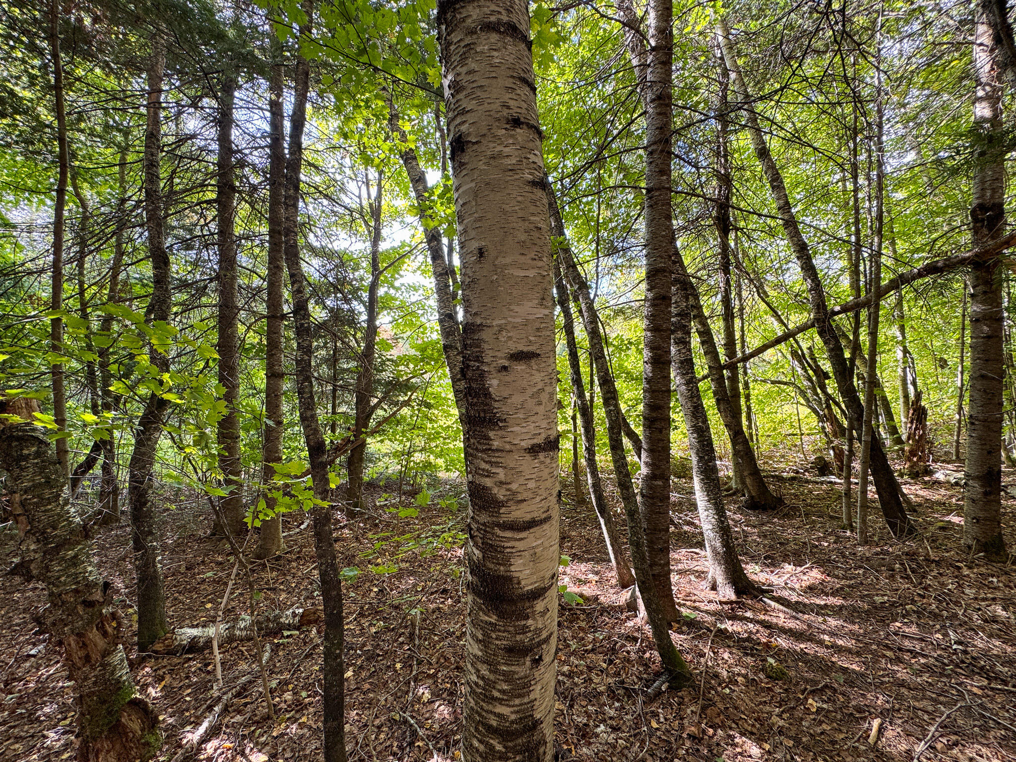 197 Lawler Ridge Road Benedicta, ME 04733 - Photo 40 of 43 38