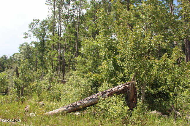 0 Bills Way Keystone Heights, FL 32656 - Photo 6 of 17 Gallery Image 6