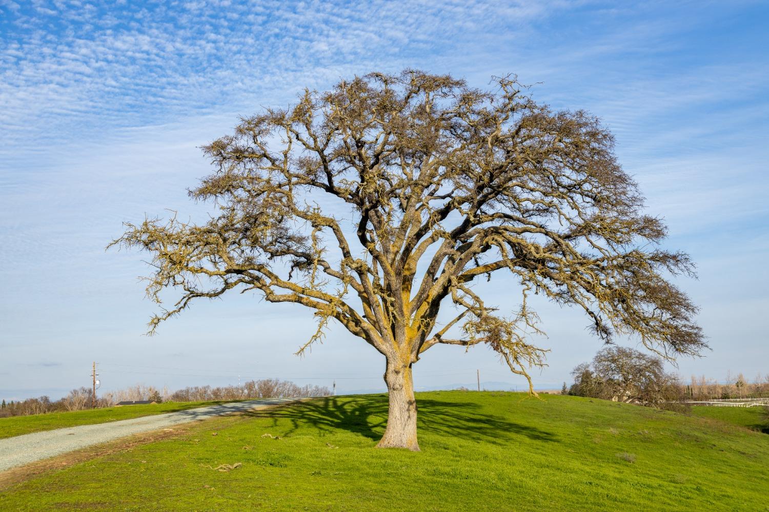 25045 North Mcintire Road Clements, CA 95227 - Photo 24 of 31