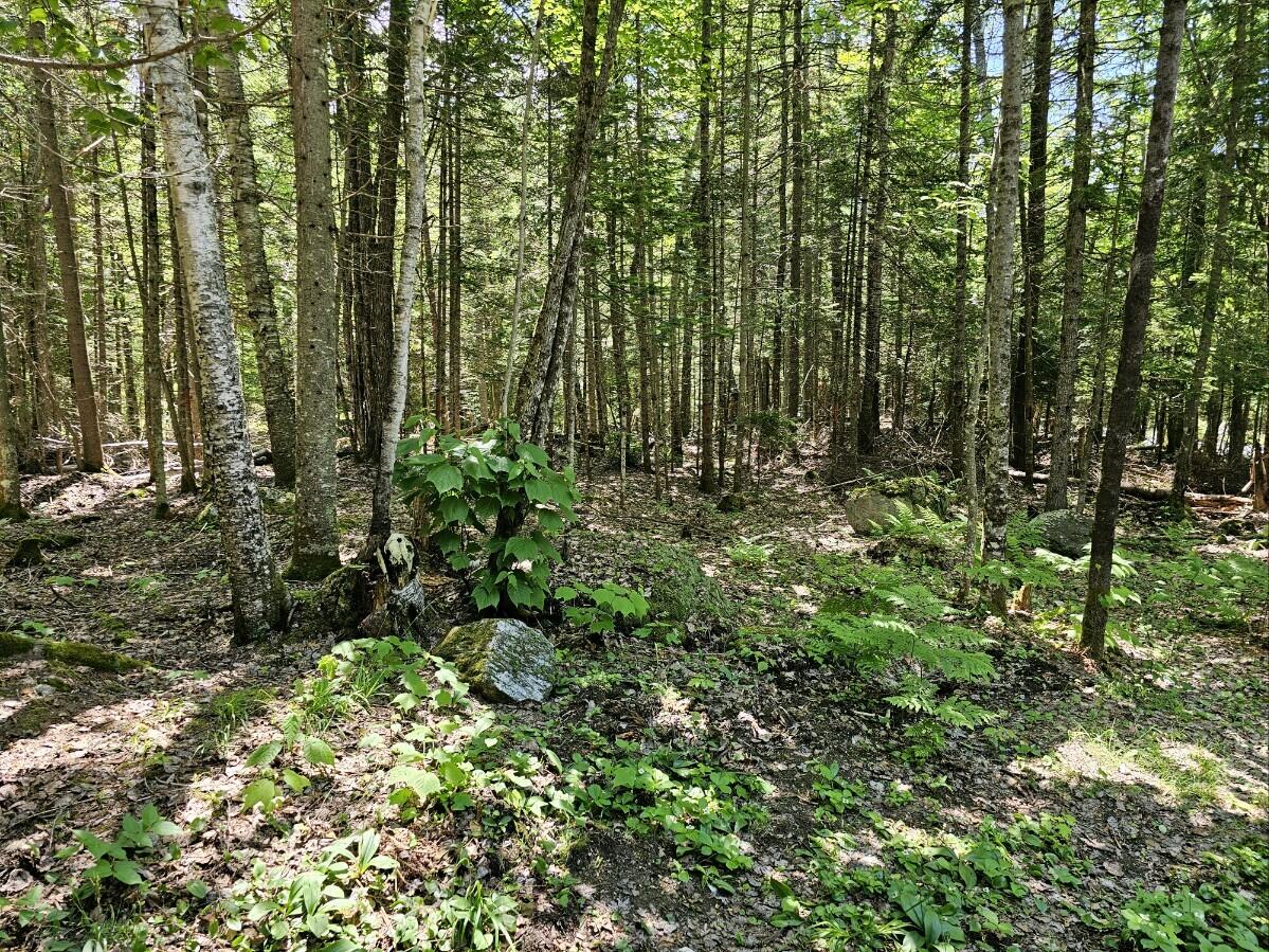 42 Bald Mountain Road Oquossoc, ME 04964 - Photo 22 of 30 Tucked in the Woods