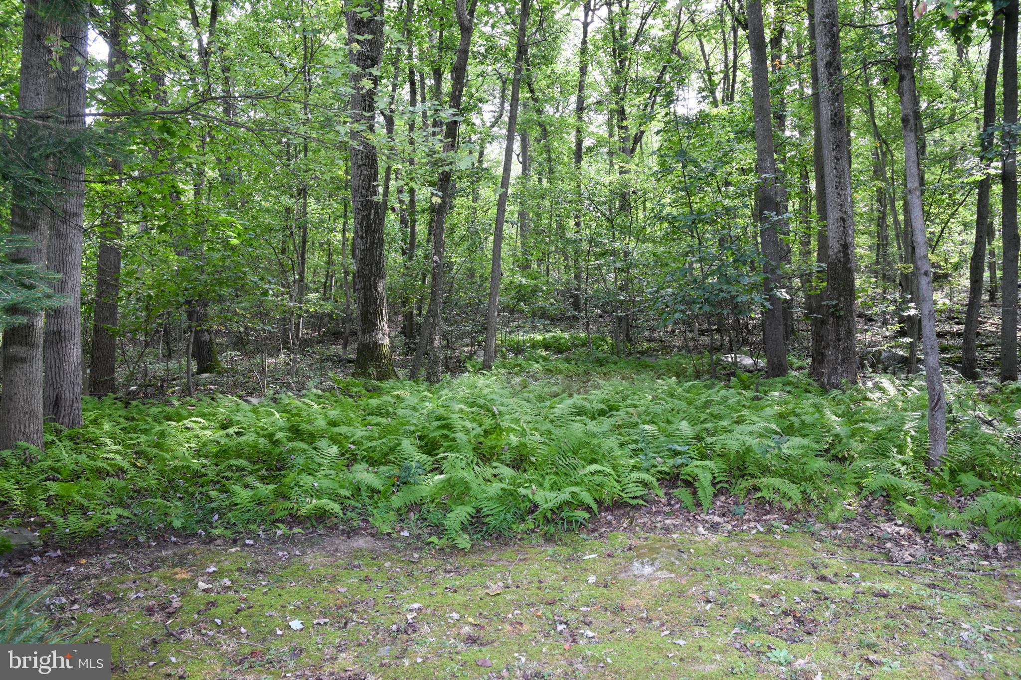 1345 Rock Ridge Road Jarrettsville, MD 21084 - Photo 11 of 62 View of the woods
