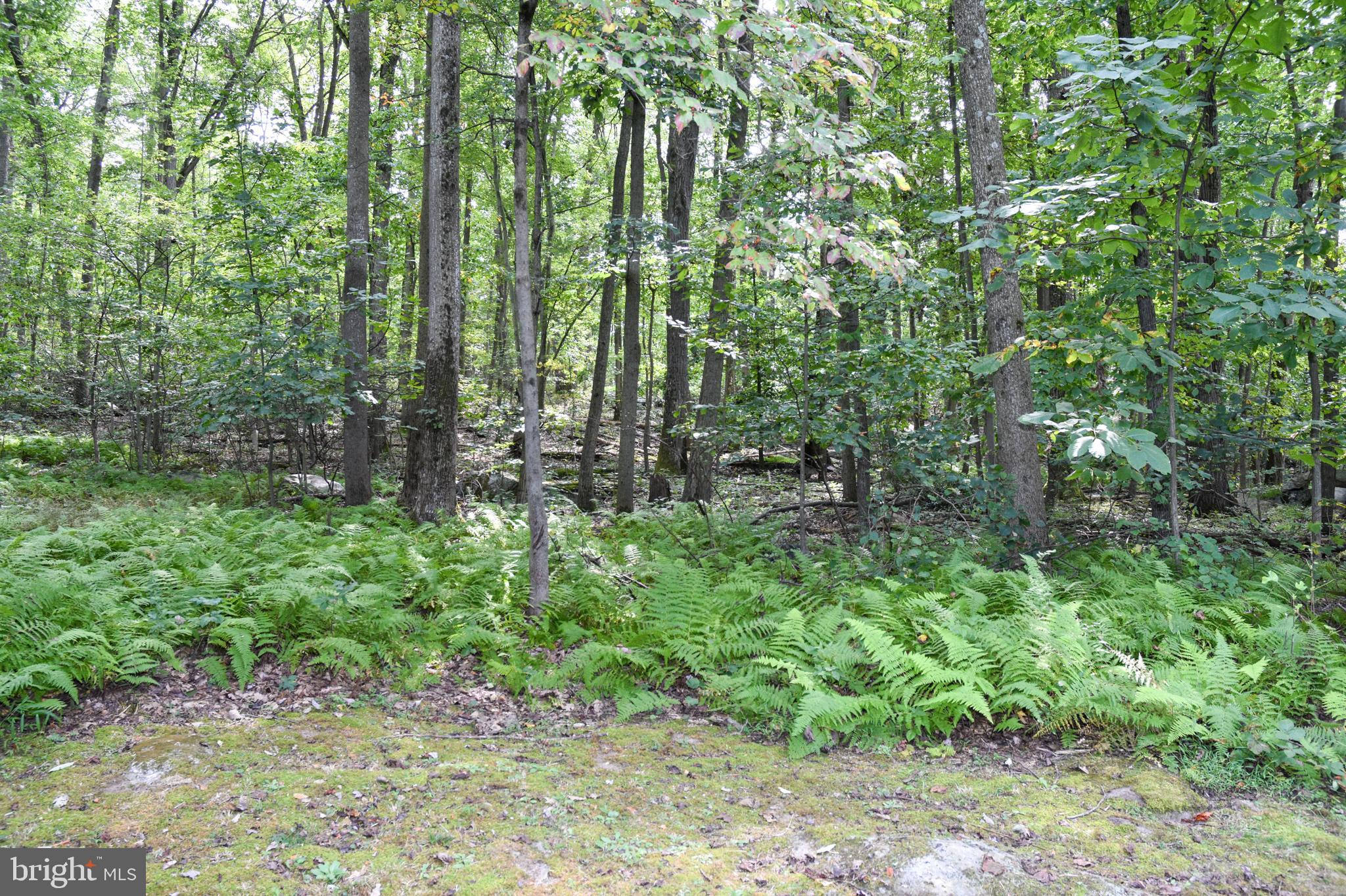 1345 Rock Ridge Road Jarrettsville, MD 21084 - Photo 12 of 62 View of the woods