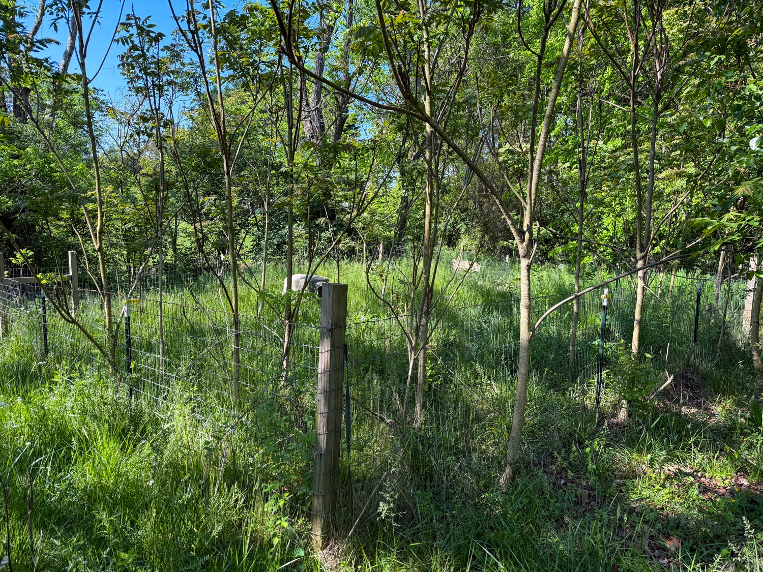 1185 Knowling Loop Talbott, TN 37877 - Photo 60 of 96
