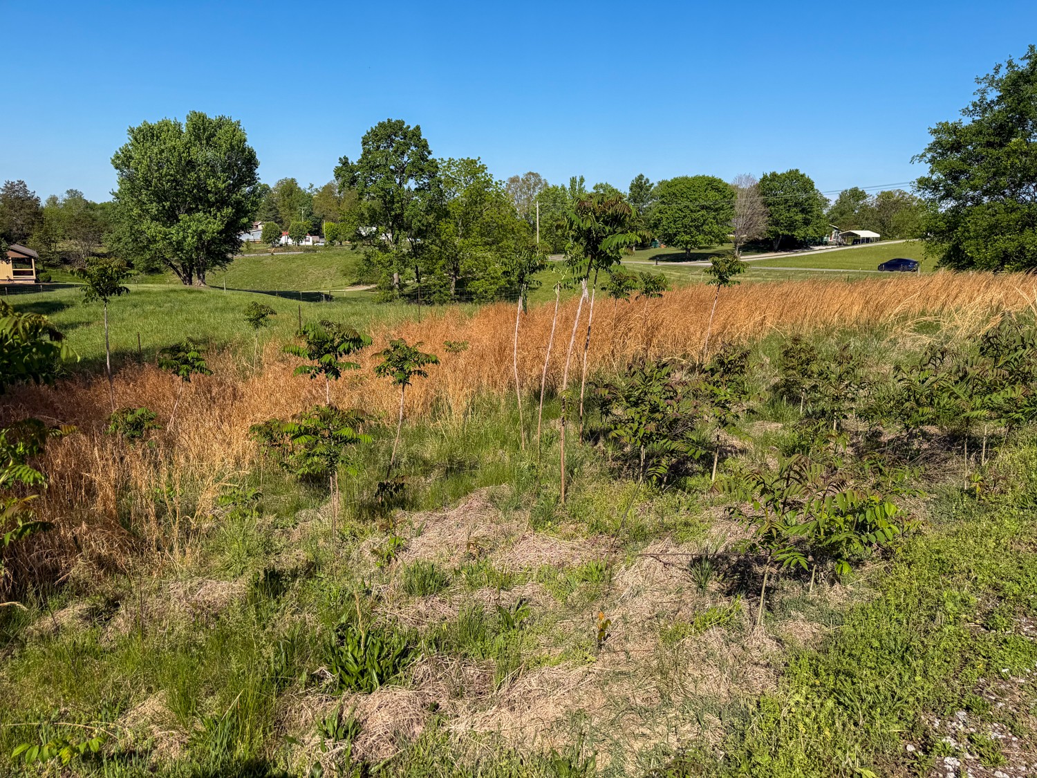 1185 Knowling Loop Talbott, TN 37877 - Photo 86 of 96