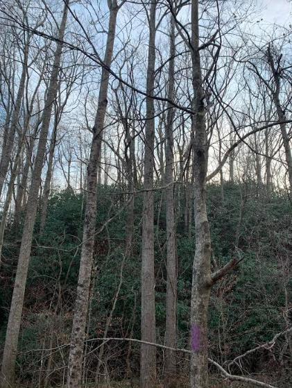 0 Hurds Branch Road Ferrum, VA 24088 - Photo 16 of 17 a view of forest
