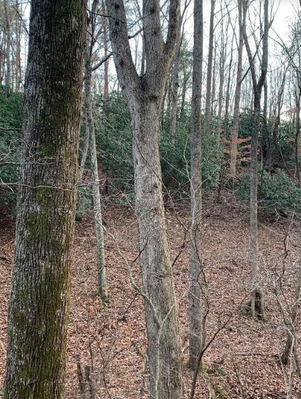 0 Hurds Branch Road Ferrum, VA 24088 - Photo 6 of 17 a view of a forest with trees