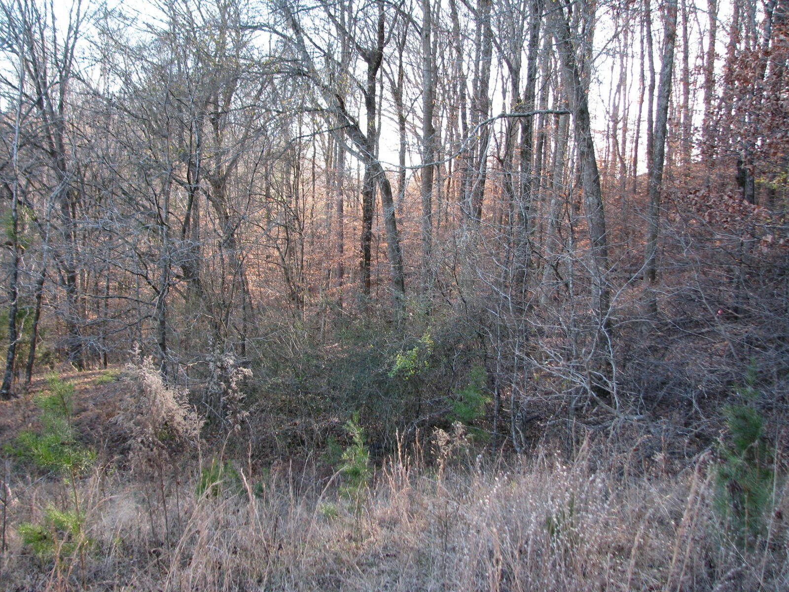 0 Summertown (8.56 Acres) Road Jasper, TN 37347 - Photo 14 of 18 a view of a forest with trees in front of it