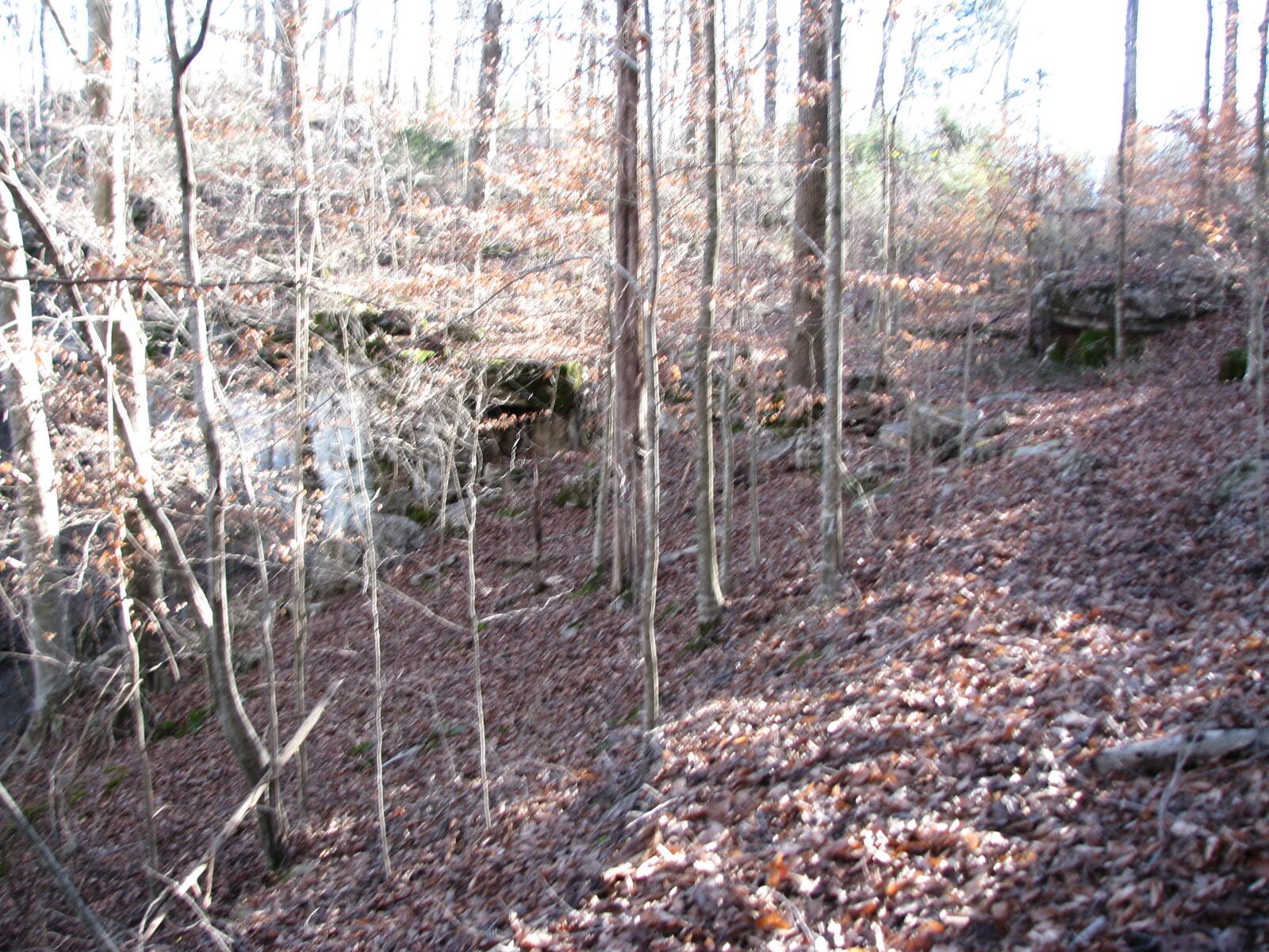 0 Summertown (8.56 Acres) Road Jasper, TN 37347 - Photo 5 of 18 a view of a yard with plants and large trees