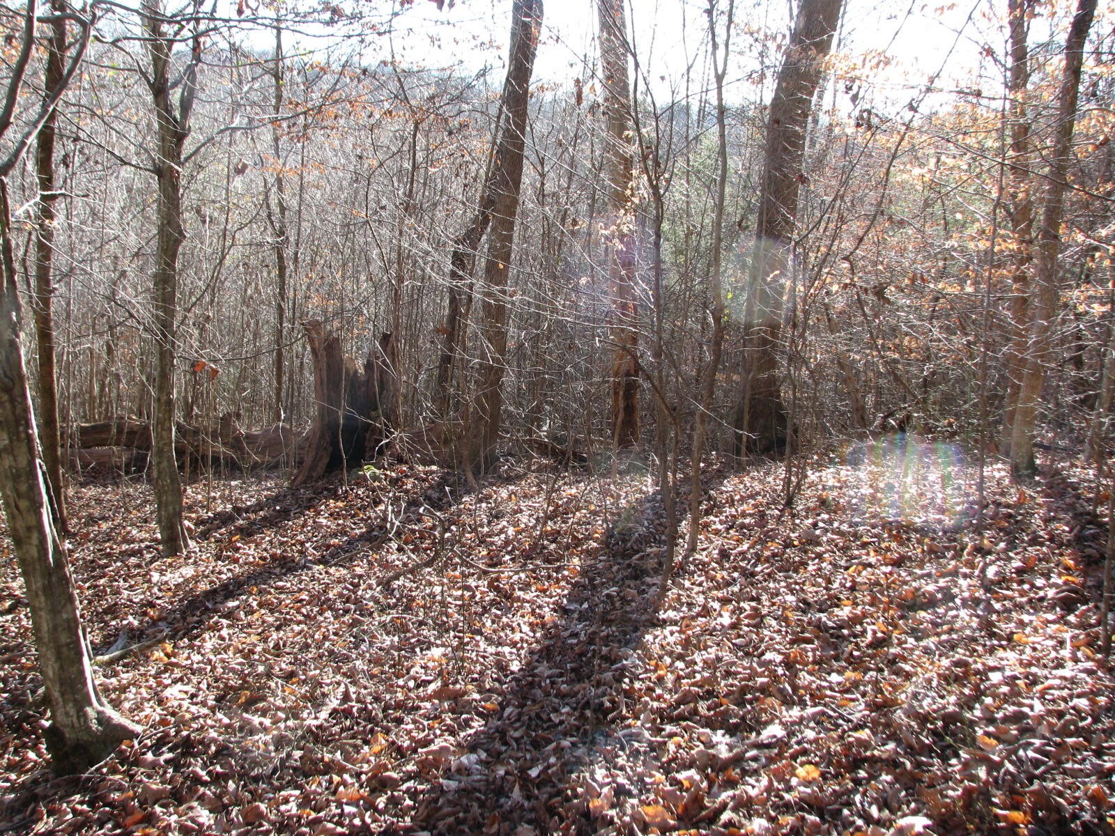 0 Summertown (8.56 Acres) Road Jasper, TN 37347 - Photo 8 of 18 a view of a forest filled with trees