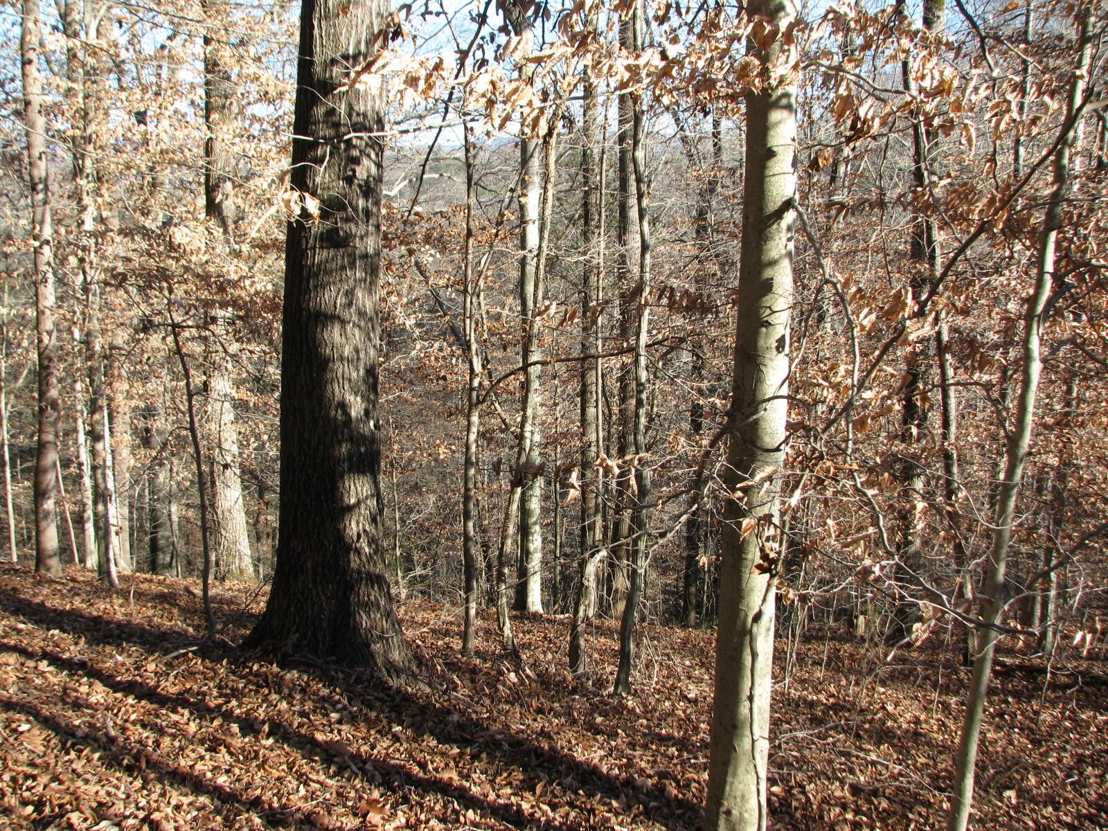 0 Summertown (8.56 Acres) Road Jasper, TN 37347 - Photo 9 of 18 a view of a forest with lots of trees
