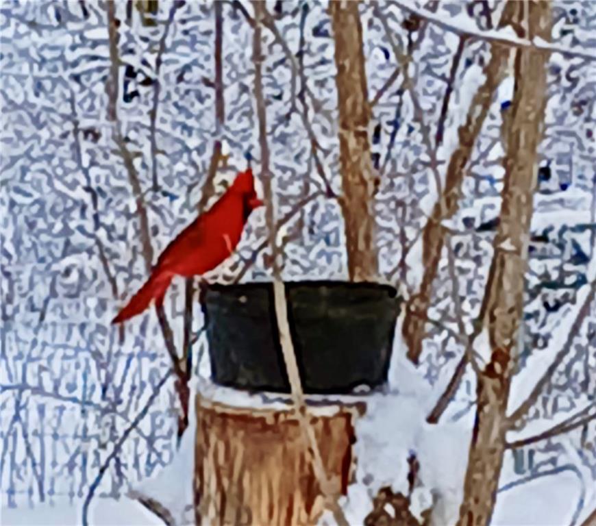 1615 Northwest 450th Road Kingsville, MO 64061 - Photo 18 of 53