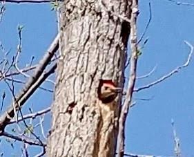 1615 Northwest 450th Road Kingsville, MO 64061 - Photo 24 of 53