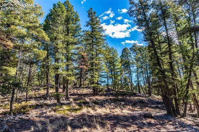 a view of outdoor space with deck and trees