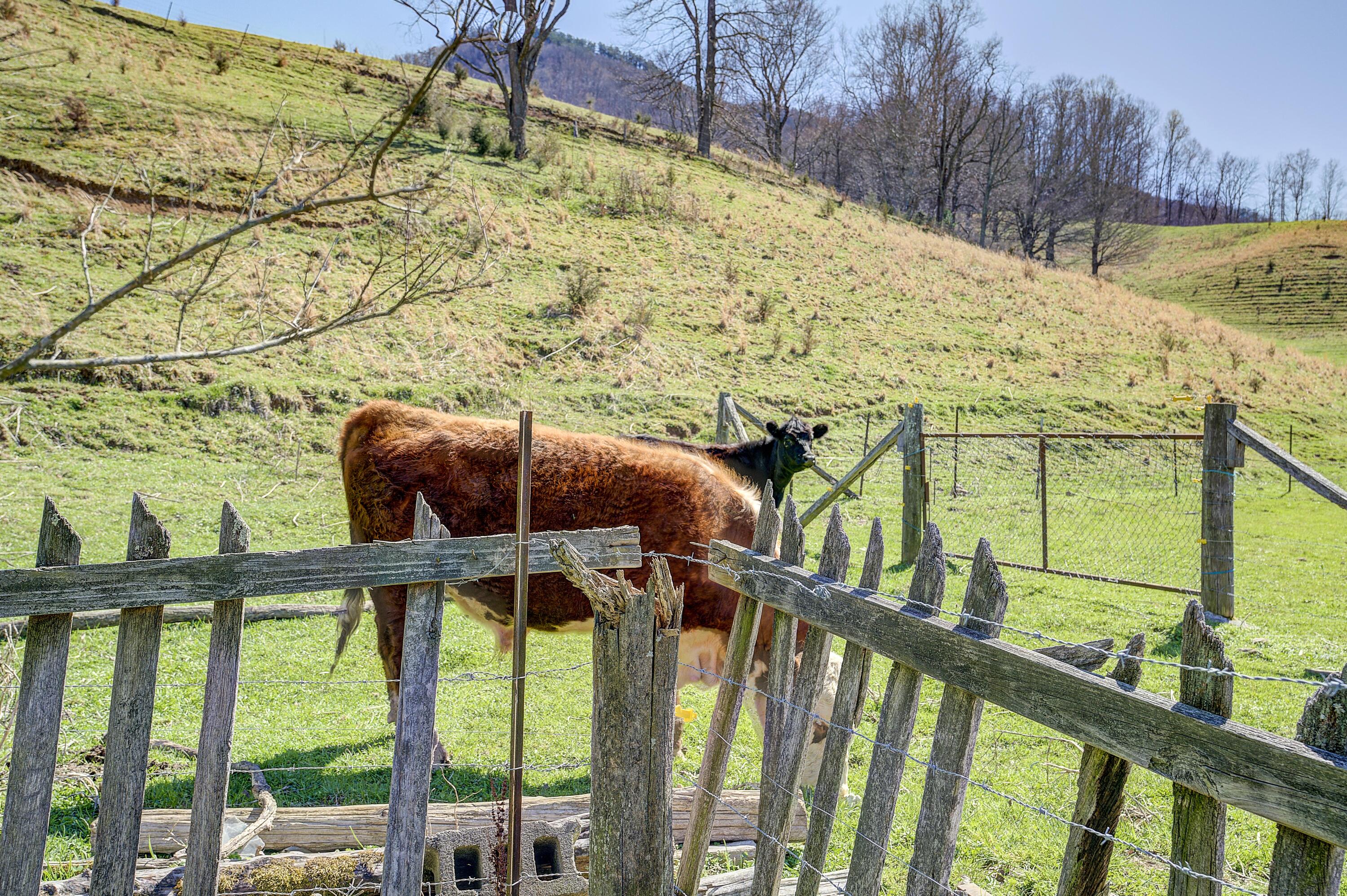 523 Devils Nose Road Rogersville, TN 37857 - Photo 44 of 63 Hawkins-Land--44