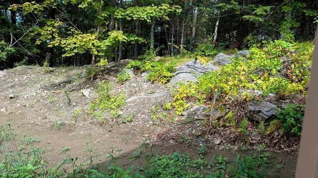 a view of flowers in middle of garden