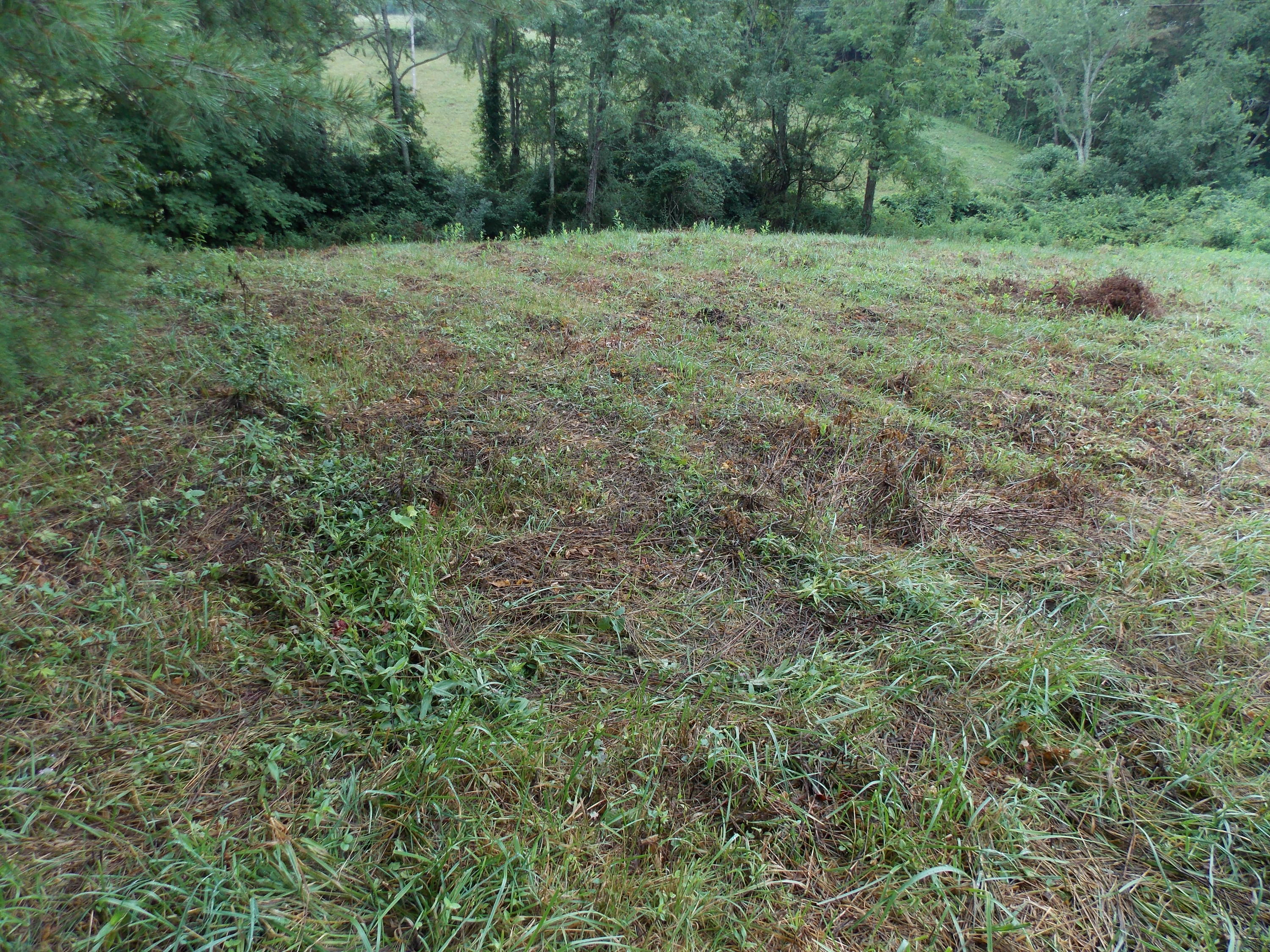 124 Ridgeview Road Northwest Floyd, VA 24091 - Photo 63 of 67 a big yard with lots of green space and deers