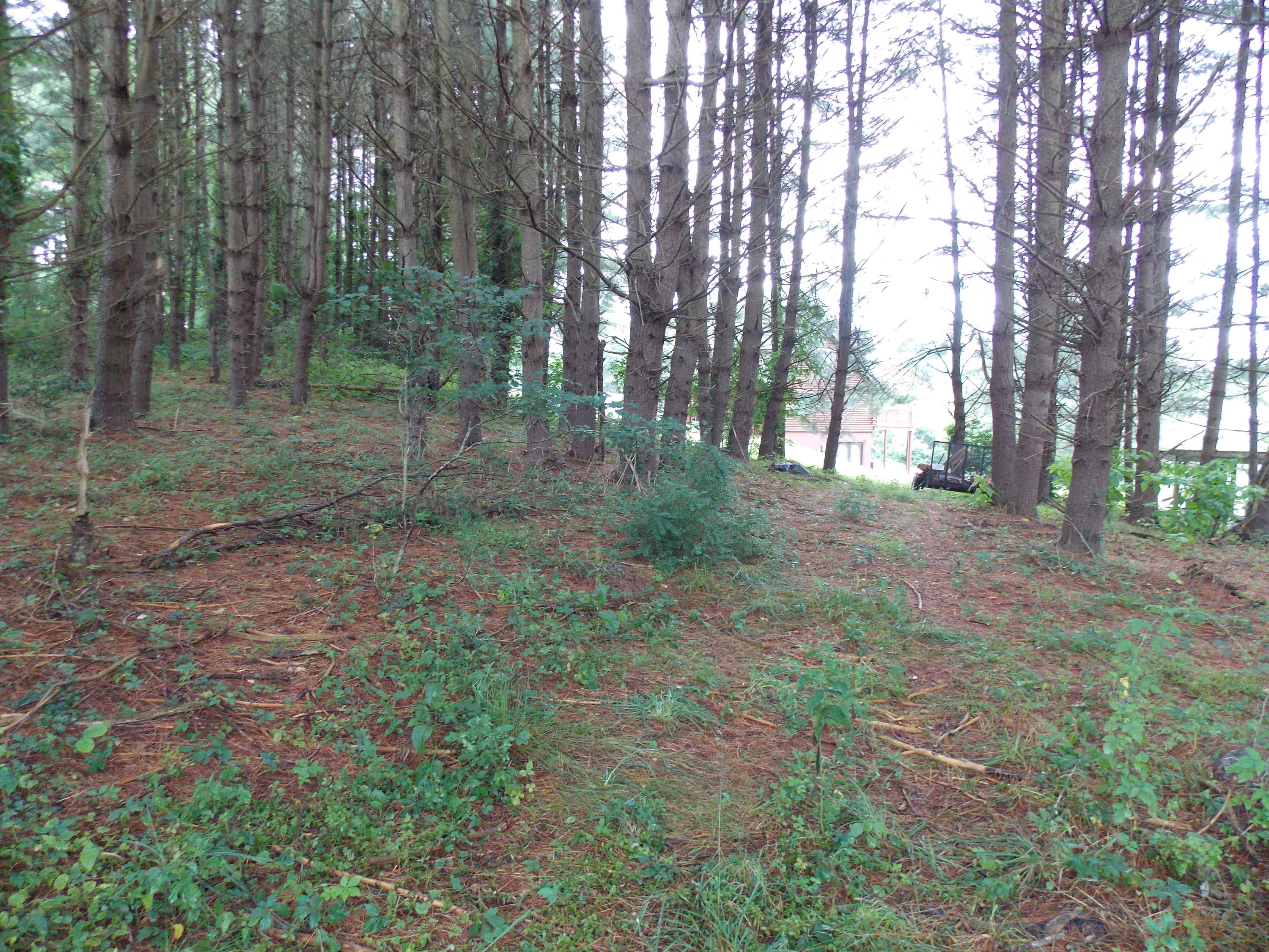 124 Ridgeview Road Northwest Floyd, VA 24091 - Photo 64 of 67 a view of a forest with trees in the background