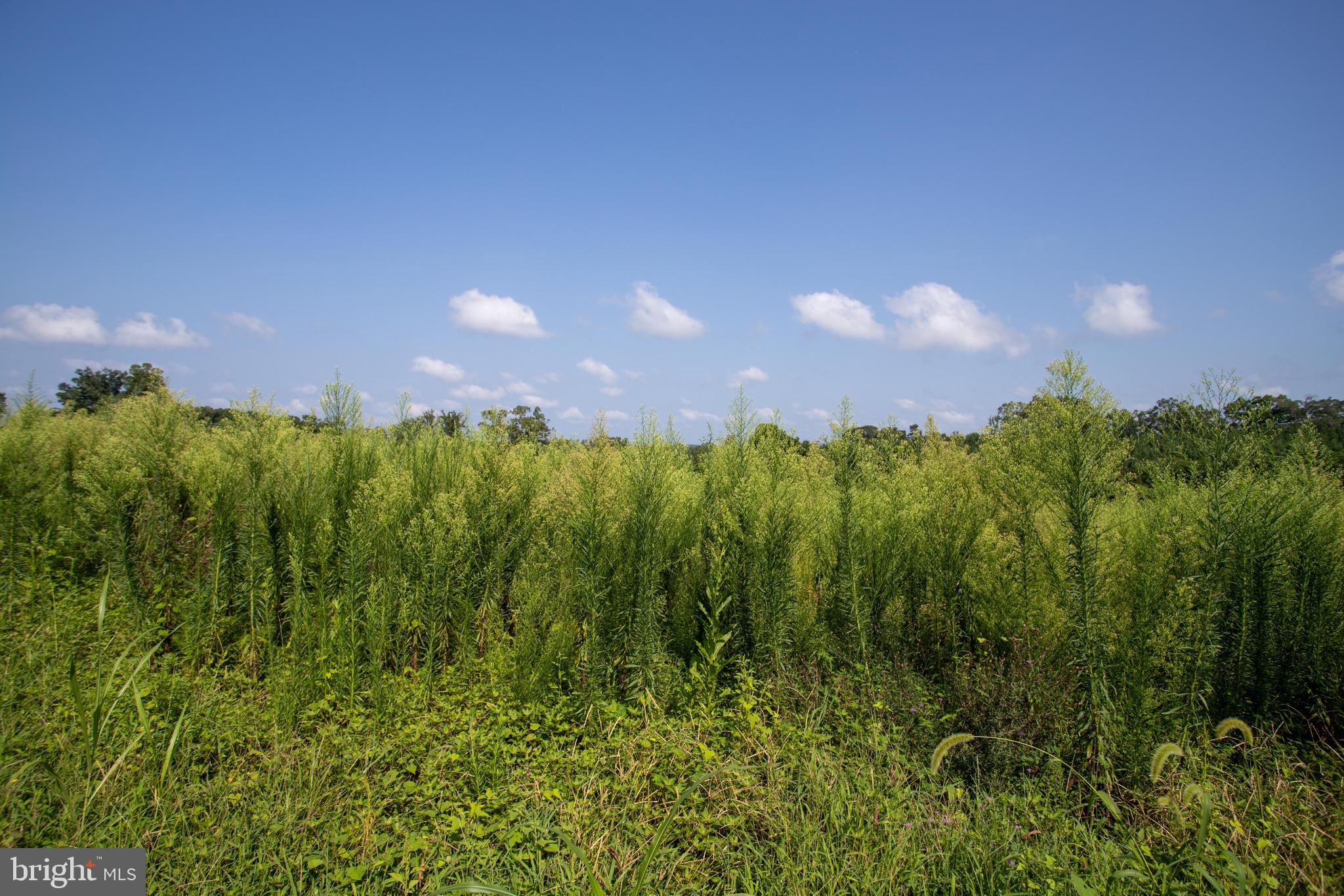 Tbd Trents Cemetery Road, Unit LOT 3 Phenix, VA 23959 - Photo 18 of 22 a view of a city and lush green forest