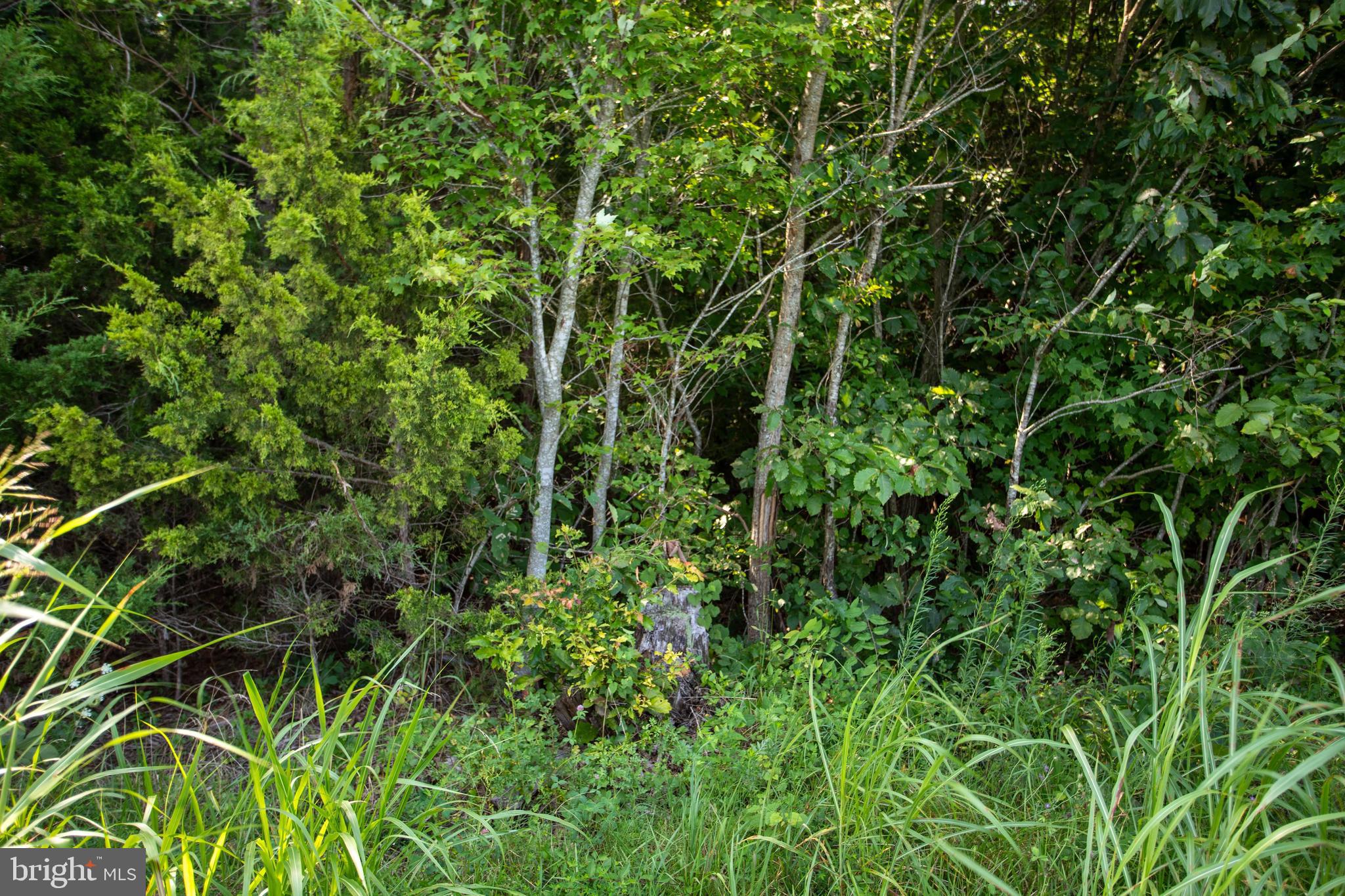 Tbd Trents Cemetery Road, Unit LOT 3 Phenix, VA 23959 - Photo 22 of 22 a view of a lush green forest