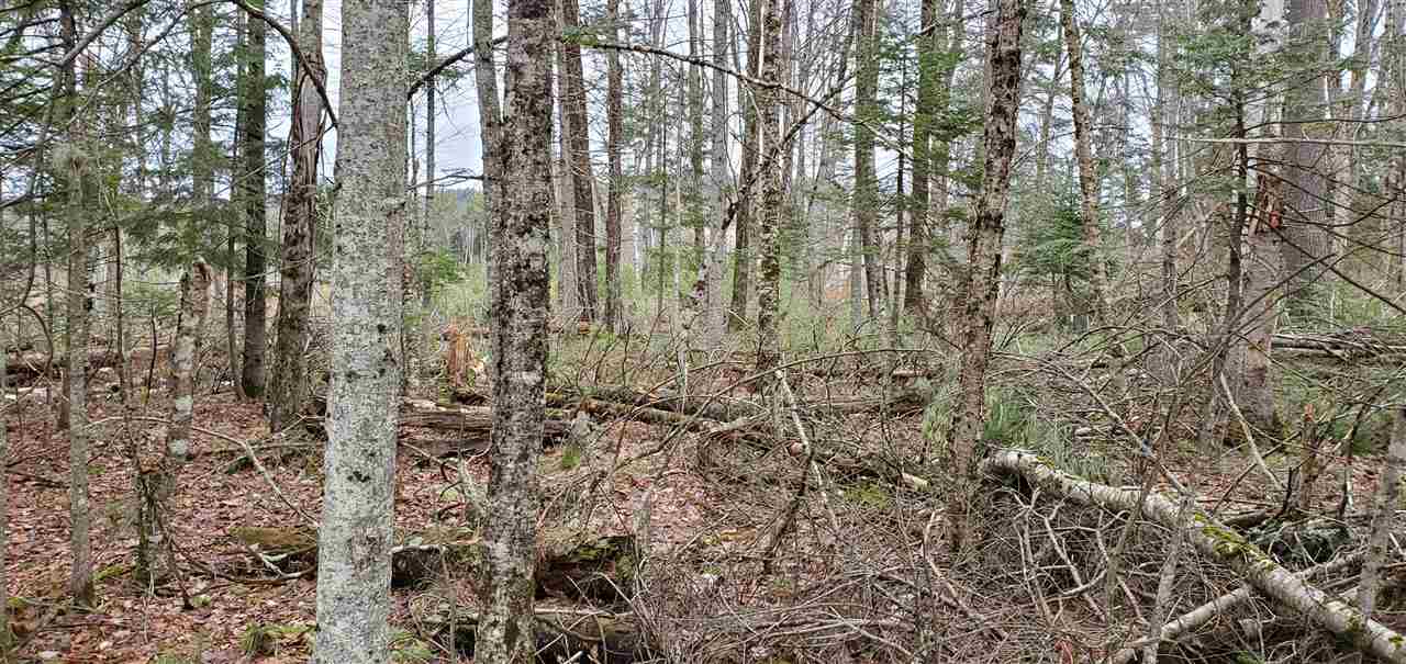 0 Wheeler Road Bath, NH 03740 - Photo 11 of 12