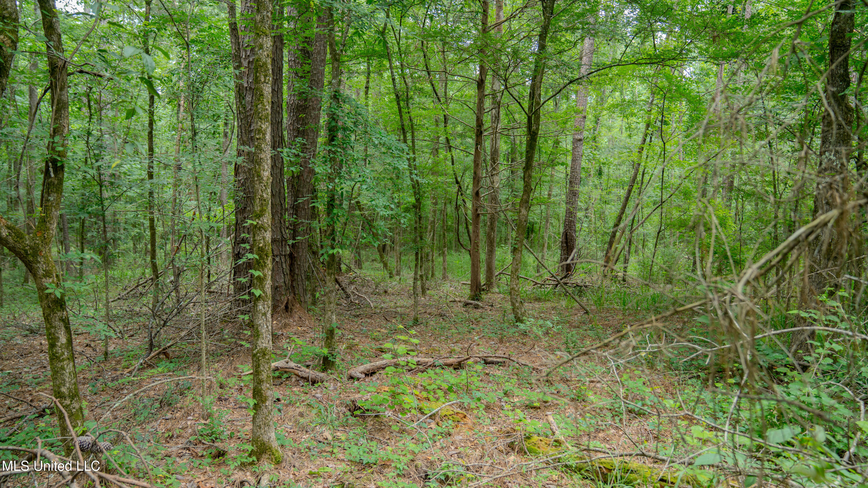 Oooo Big Creek Road Byram, MS 39212 - Photo 24 of 50 56.64 Acre-TERRY-MWLG-26