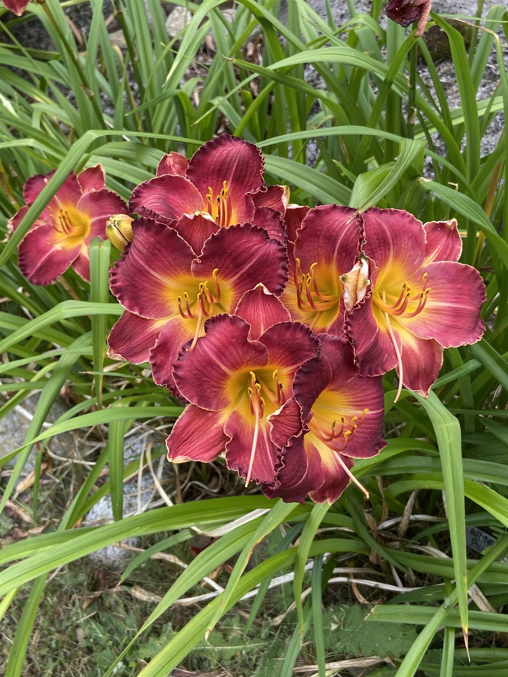 533 Juniper Hill Road Stoddard, NH 03464 - Photo 2 of 46