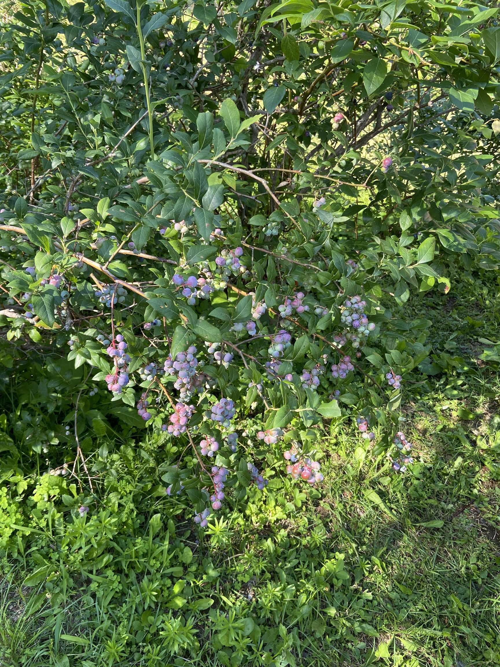 533 Juniper Hill Road Stoddard, NH 03464 - Photo 3 of 46