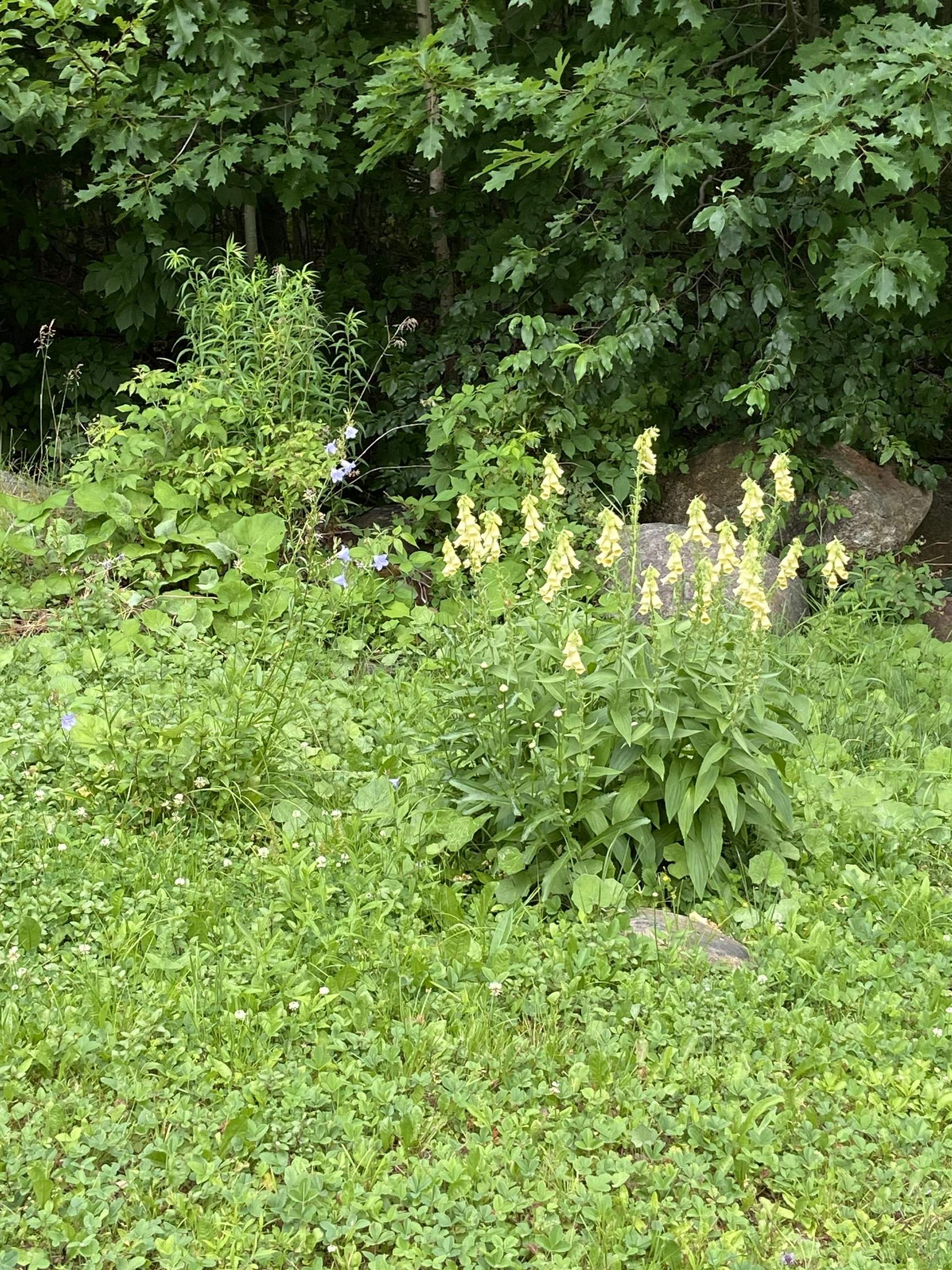 533 Juniper Hill Road Stoddard, NH 03464 - Photo 7 of 46