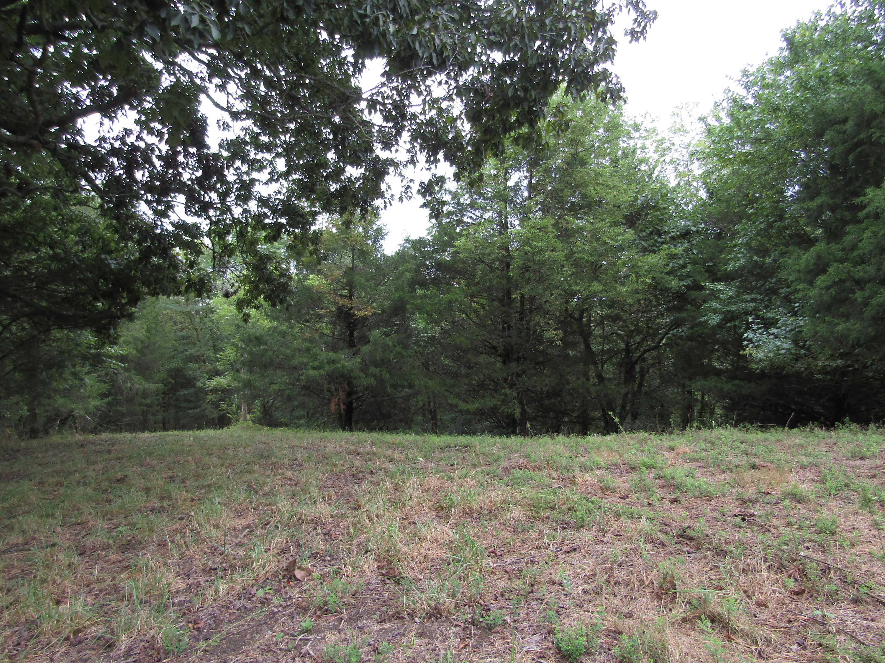 22.73-ac Big Branch Road Granville, TN 38564 - Photo 15 of 32 IMG_3814