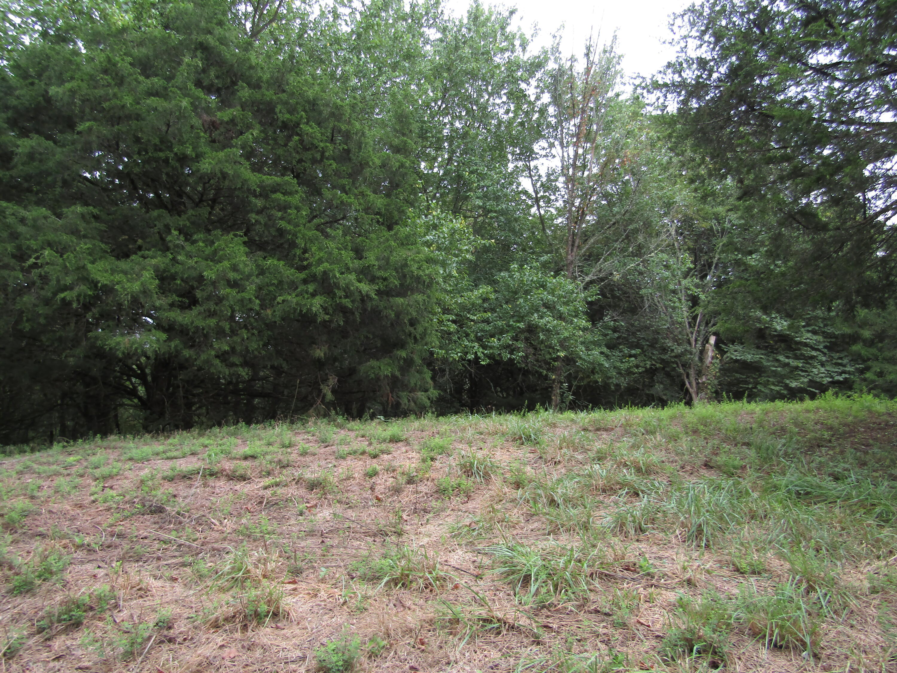 22.73-ac Big Branch Road Granville, TN 38564 - Photo 16 of 32 IMG_3815