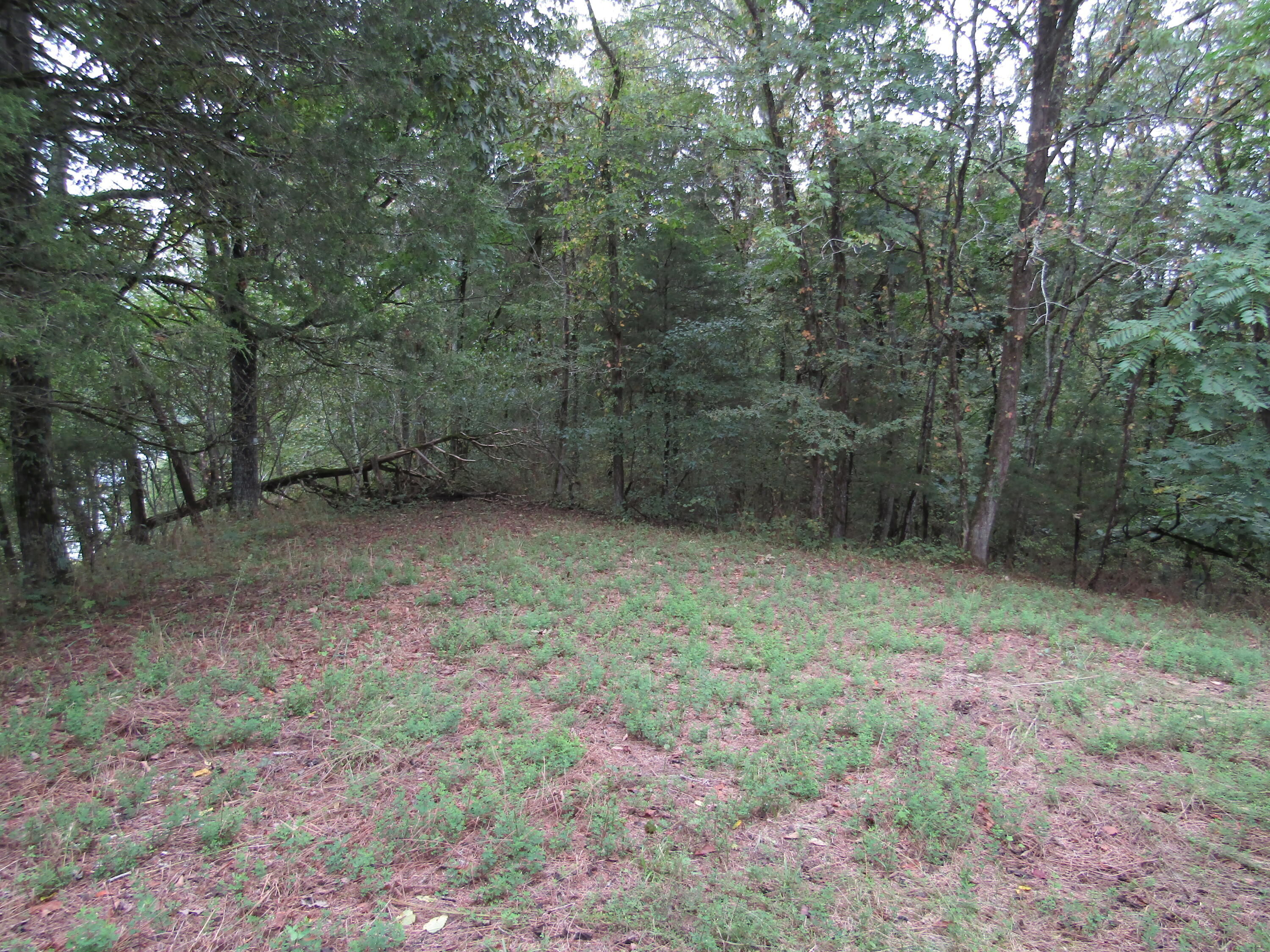 22.73-ac Big Branch Road Granville, TN 38564 - Photo 20 of 32 IMG_3819