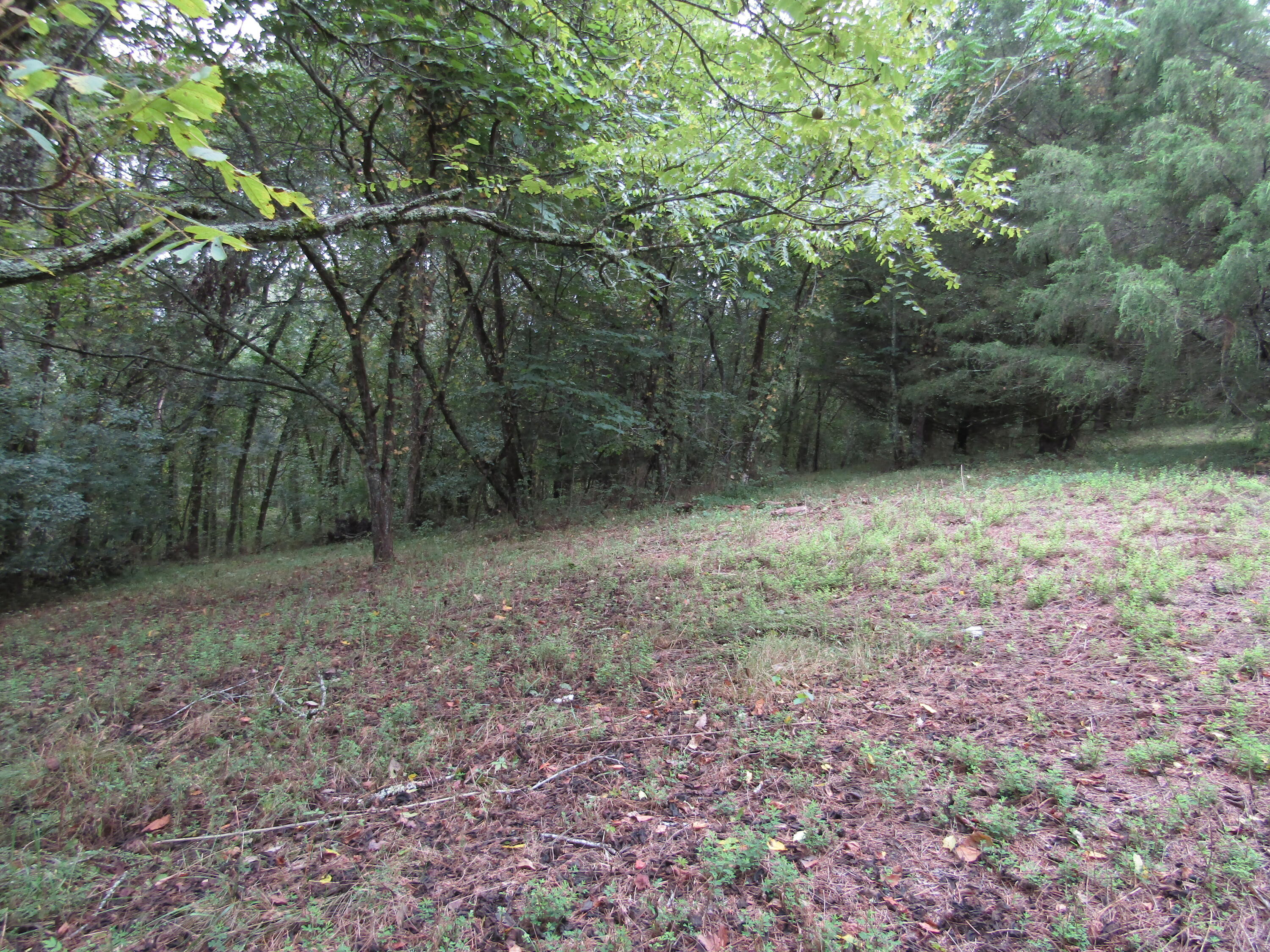 22.73-ac Big Branch Road Granville, TN 38564 - Photo 22 of 32 IMG_3821