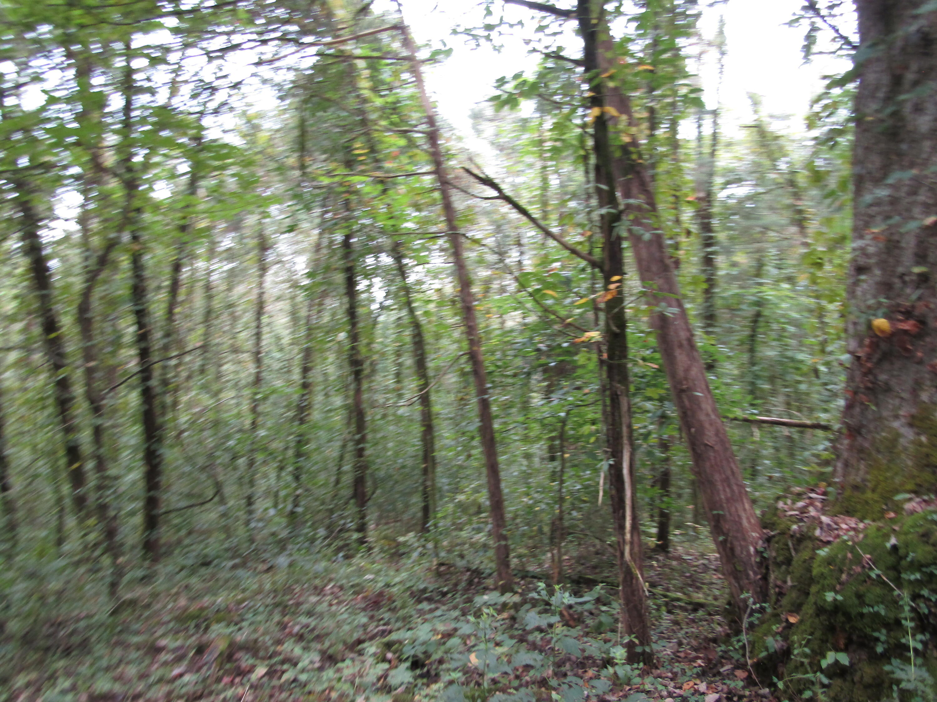 22.73-ac Big Branch Road Granville, TN 38564 - Photo 29 of 32 IMG_3829