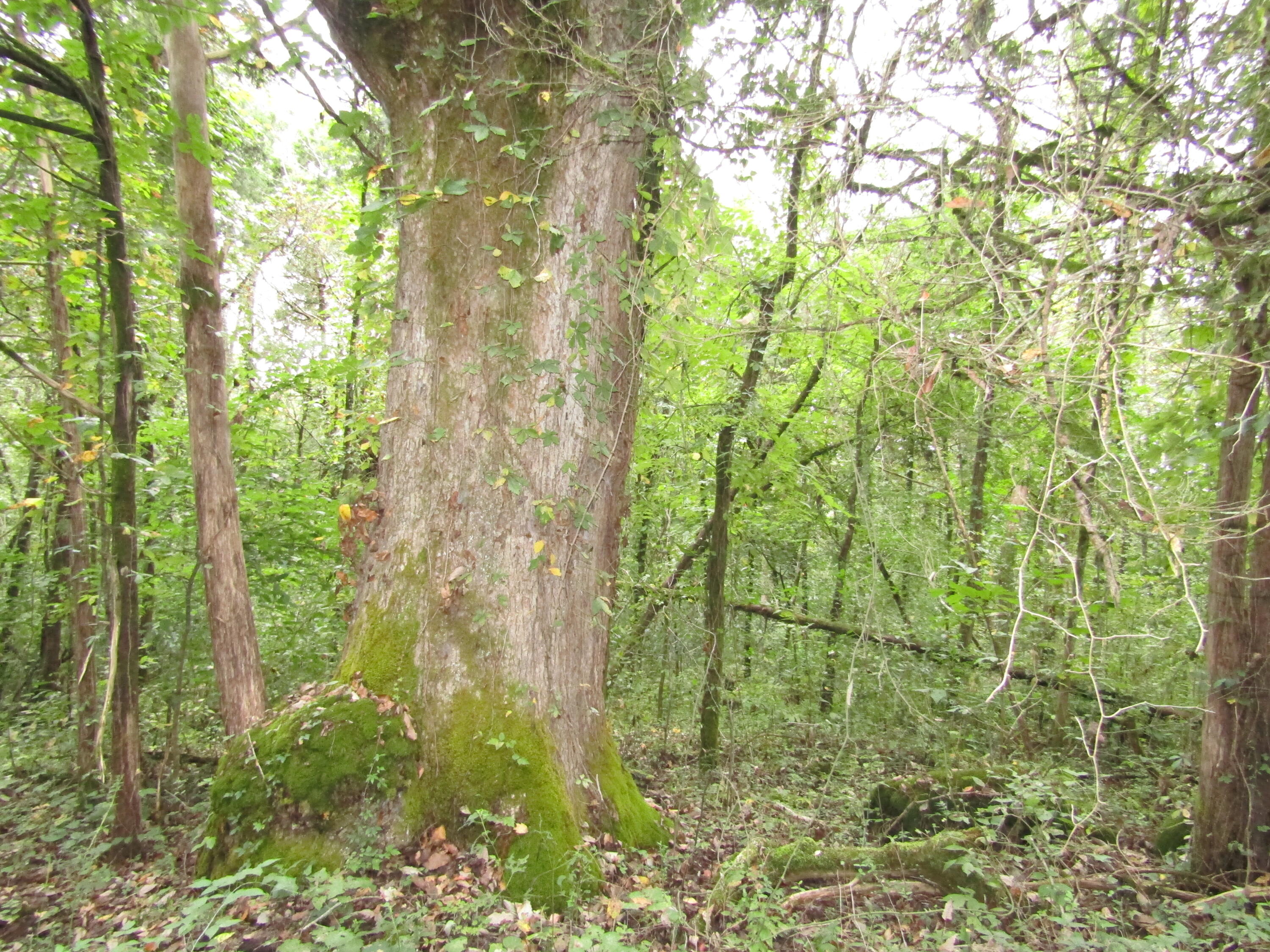 22.73-ac Big Branch Road Granville, TN 38564 - Photo 32 of 32 WOODS
