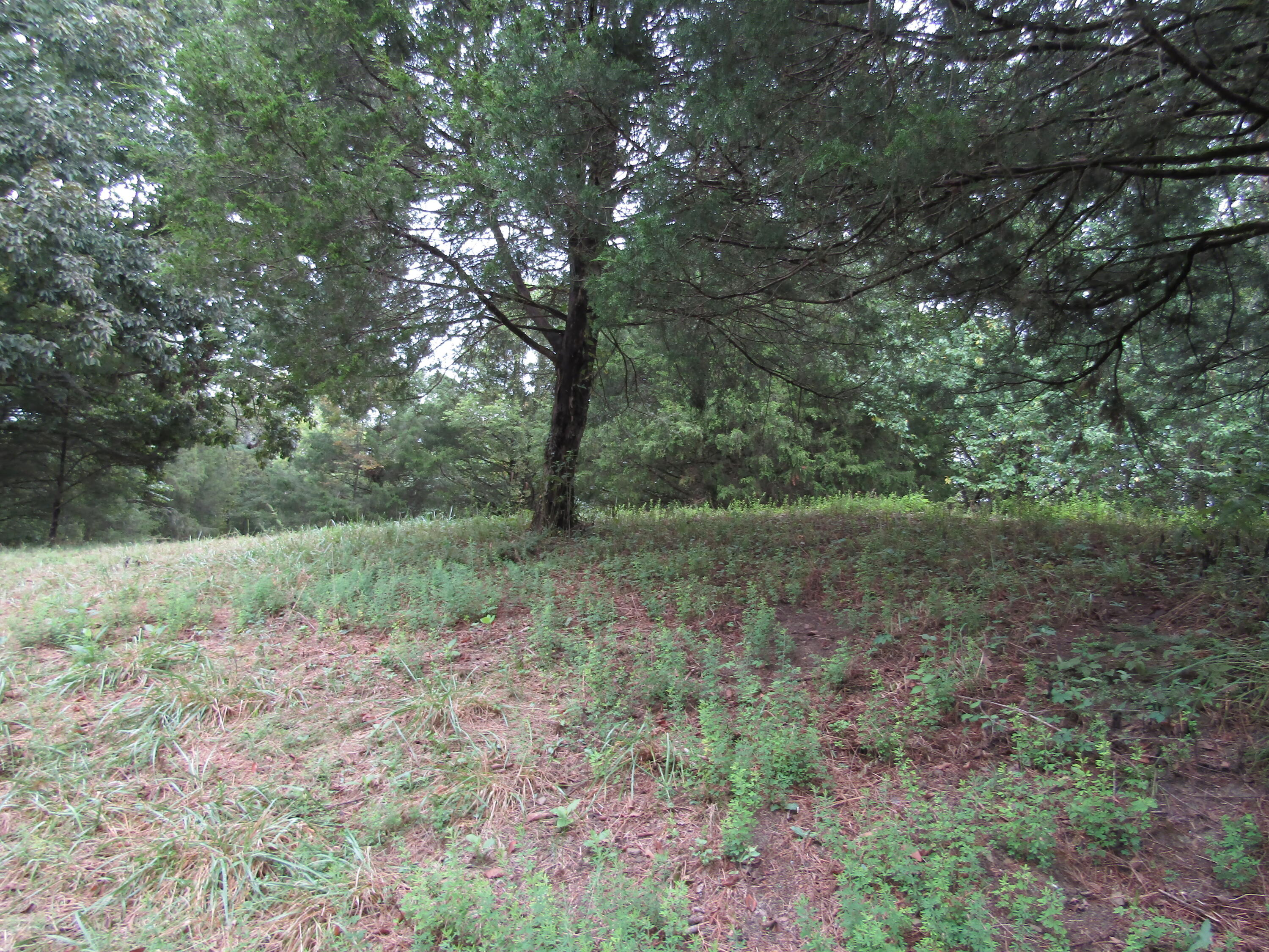 22.73-ac Big Branch Road Granville, TN 38564 - Photo 6 of 32 IMG_3804
