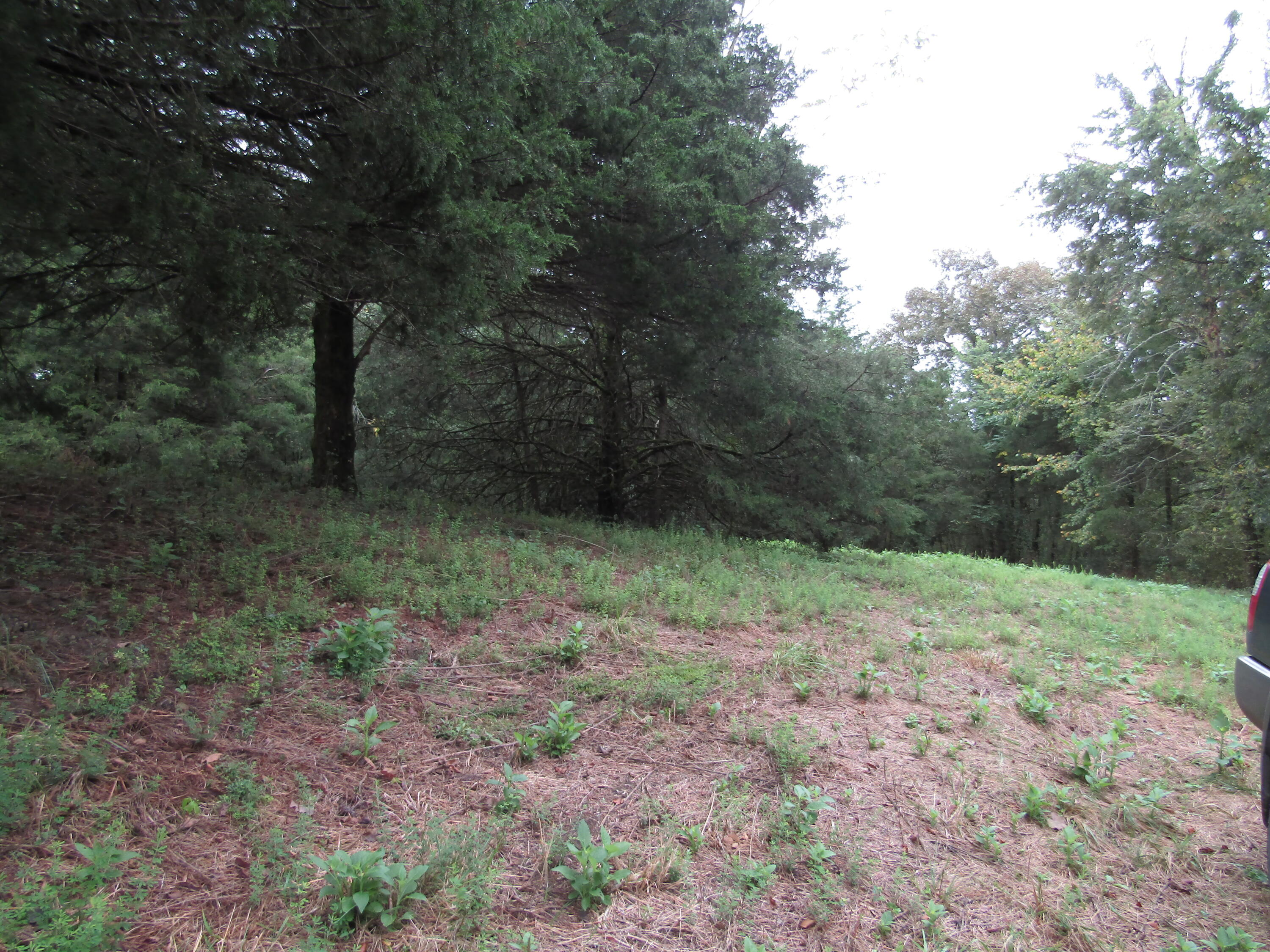 22.73-ac Big Branch Road Granville, TN 38564 - Photo 7 of 32 IMG_3805