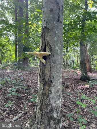 a view of a yard with plants and a tree