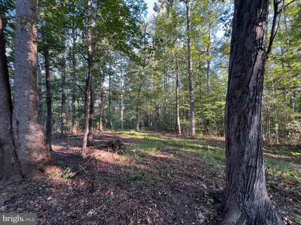 a view of a trees in a yard