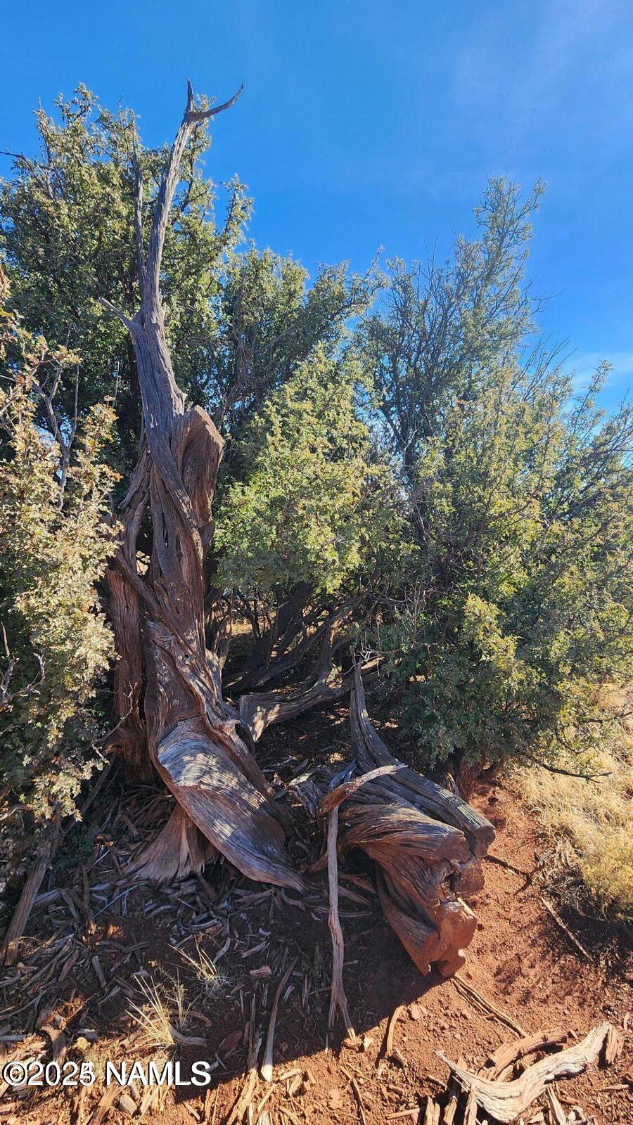 4378 Lasso Loop Williams, AZ 86046 - Photo 11 of 29 a view of a tree with a yard