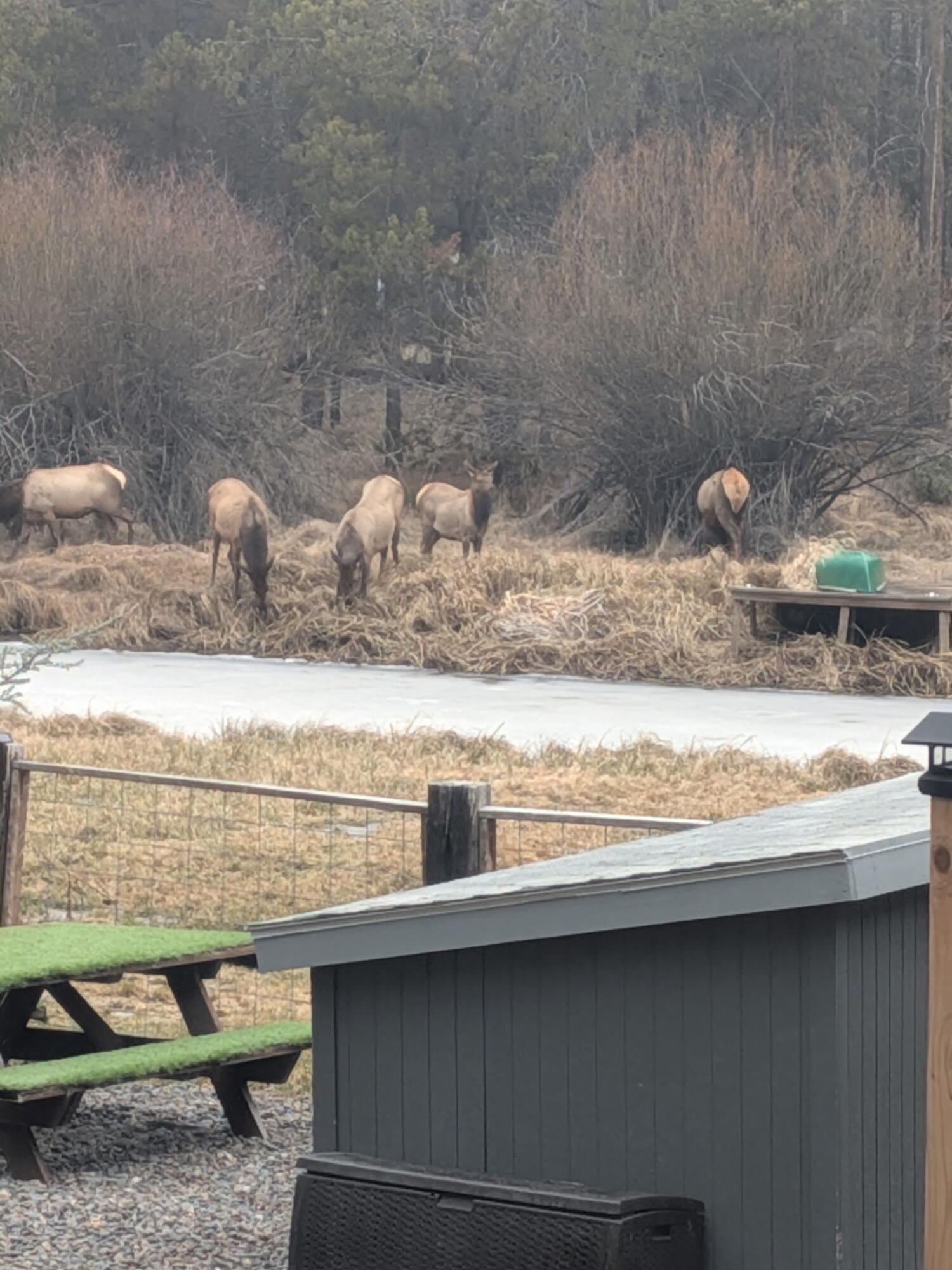 17062 Milky Way Bend, OR 97707 - Photo 38 of 39 Elk meandering through neighboring properties.