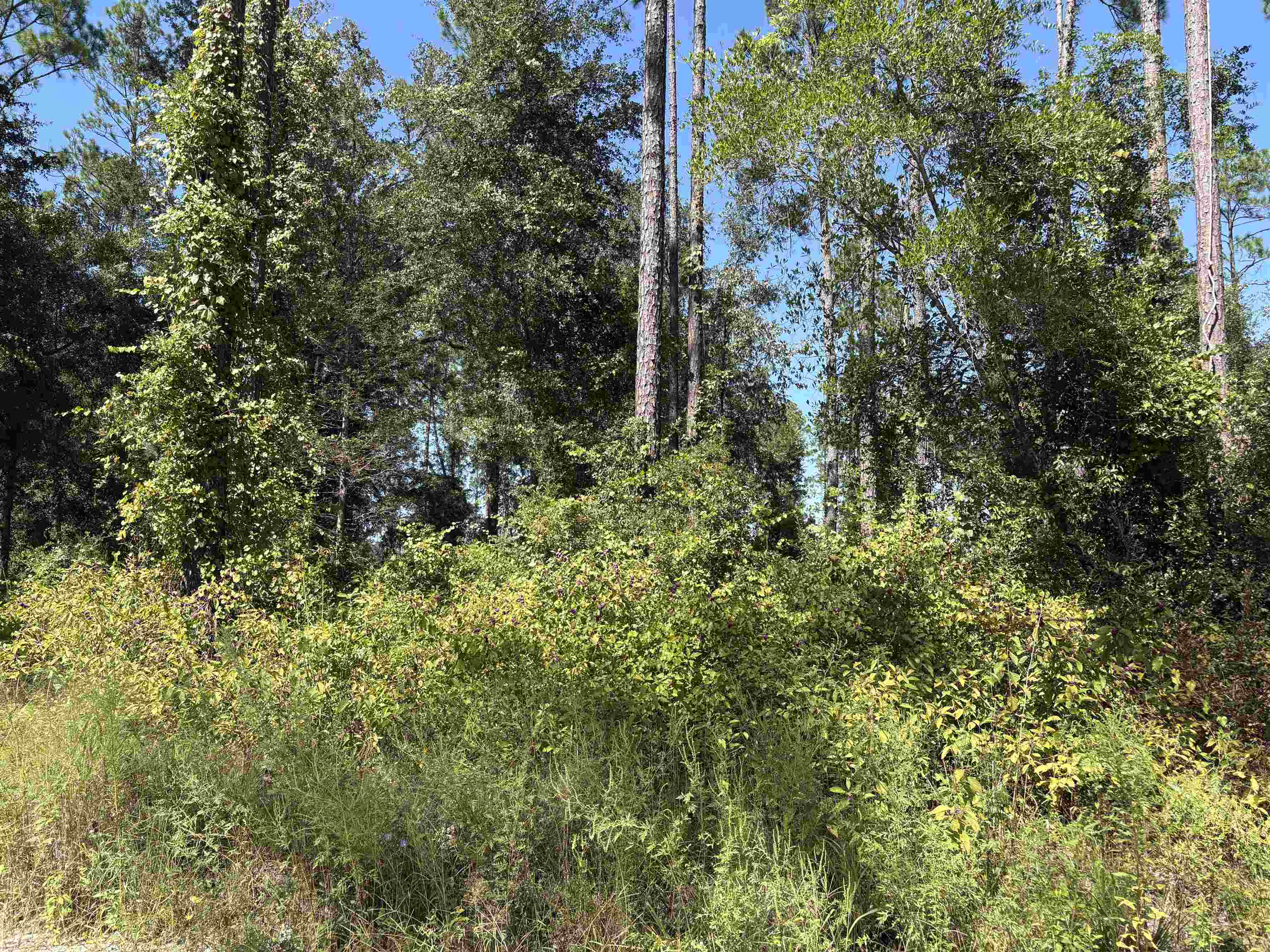 0 Walker Springs Road Monticello, FL 32344 - Photo 3 of 11 Gallery Image 3