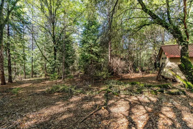 a view of a forest with trees